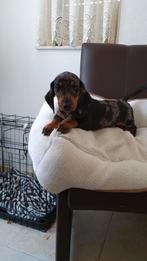 Te koop mooie choco merle gladharige teckel pups (tekkel), CDV (hondenziekte), 8 tot 15 weken, Korthaar, Dwerg