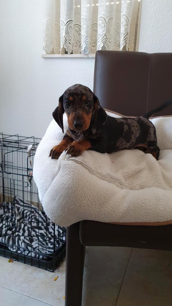 Te koop mooie choco merle gladharige teckel pups (tekkel), Dieren en Toebehoren, Honden | Teckels en Dashonden, Meerdere dieren