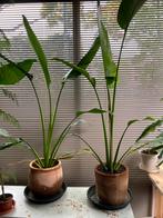 Madagascar palm of reiziger van madagascar, Volle zon, Vaste plant, Bloeit niet, Ophalen