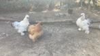 Zijdehoen haantjes, Dieren en Toebehoren, Pluimvee, Mannelijk, Kip