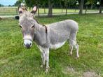 Ezel merrie Luna, Dieren en Toebehoren, Overige Dieren, Vrouwelijk, Voor 1 juli 2024