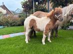 Heel lief shetland veulen / shetlander, Dieren en Toebehoren, Pony's, Merrie, Niet van toepassing, 0 tot 2 jaar, A pony (tot 1.17m)
