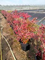 Blauwe bessen struiken, Ophalen, Overige soorten, Volle zon, In pot