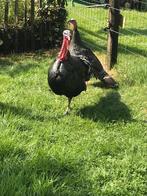 Broedeieren van de brons kalkoen, Dieren en Toebehoren, Pluimvee, Geslacht onbekend, Kalkoen