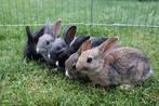 4 jonge tamme konijntjes, Dieren en Toebehoren, Konijnen, Meerdere dieren, Dwerg