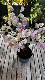 Bougainvillea glabra  White, Ophalen, Zomer, Overige soorten, Volle zon