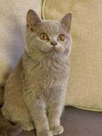 Super mooie britse korthaar kittens (katertjes), Dieren en Toebehoren, Katten en Kittens | Raskatten | Korthaar, Kater, Ingeënt