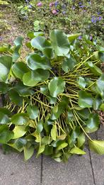 Waterlelie voor de vijver, Tuin en Terras, Vijvers, Ophalen, Gebruikt