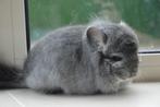 chinchilla standaard bpd rpa bokje, Dieren en Toebehoren, Knaagdieren, Chinchilla, Mannelijk, November, Tam