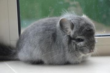 chinchilla standaard bpd rpa bokje beschikbaar voor biedingen