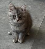Maine coon kittens met stamboom, Dieren en Toebehoren, Poes, Met stamboom