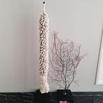 Prachtige beige echte schelpenketting streng op voet ibiza, Nieuw, Ophalen of Verzenden, X, X