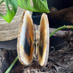 Agaat vlinder - naturel, Ophalen of Verzenden, Mineraal