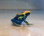 Gifkikker Dendrobates tinctorius brasil vrouw, Slang