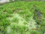 waterplant krabbenscheer te koop, Tuin en Terras, Vijvers, Ophalen, Nieuw