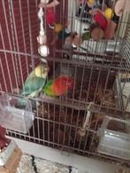 Koppel dwergpapegaai of agapornis met alle toebehoren, Dieren en Toebehoren, Vogels | Hokken en Kooien, Ophalen, Metaal, Vogelkooi