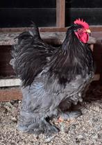 Raszuivere Cochin haan groot blauw 2025, Dieren en Toebehoren, Pluimvee, Mannelijk, Kip