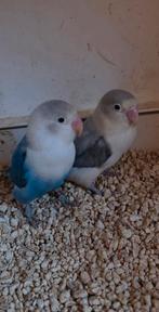 tekoop, Dieren en Toebehoren, Meerdere dieren, Dwergpapegaai of Agapornis