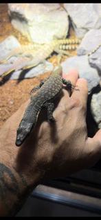 Varanus Glauerti, Dieren en Toebehoren, Reptielen en Amfibieën, Hagedis