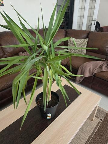 Gratis kamerplanten  beschikbaar voor biedingen