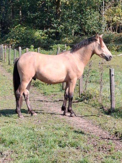 3jr new forest ruin, Dieren en Toebehoren, Pony's, Ruin, C pony (1.27m tot 1.37m), Springpony, 3 tot 6 jaar