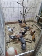 Te koop bloem kippen, amrock kriel en serama, Dieren en Toebehoren, Pluimvee, Vrouwelijk, Kip