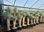 Aanbieding Yucca rostrata planten,  import uit Zuid Amerika., Tuin en Terras, In pot, Zomer, Overige soorten, Volle zon