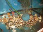 jonge panda corridors, Dieren en Toebehoren, Vissen | Aquariumvissen, Vis, Zoetwatervis, Schoolvis