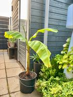 Bananenboom ca 125 cm, Tuin en Terras, Planten | Tuinplanten, Ophalen, Zomer, Overige soorten, Volle zon