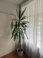 Yucca, 200 cm hoog, gezond, kamerplant, zonder witte pot., Ophalen, 200 cm of meer, In pot, Yucca
