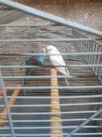 Jonge grasparkieten, Dieren en Toebehoren, Vogels | Parkieten en Papegaaien, Meerdere dieren, Parkiet