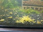 Yellow Neon backstripe garnalen, Dieren en Toebehoren, Vissen | Aquariumvissen, Kreeft, Krab of Garnaal, Zoetwatervis