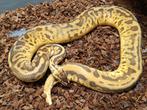 Python Regius Leopard Pastel Enchi Vanilla YB 1.0 nk 21, Slang