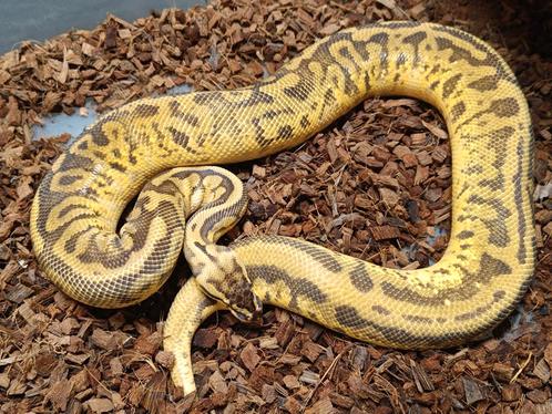 Python Regius Leopard Pastel Enchi Vanilla YB 1.0 nk 21, Dieren en Toebehoren, Reptielen en Amfibieën, Slang