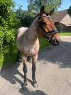 Super lieve, leuke en brave D-pony, Dieren en Toebehoren, Ruin, D pony (1.37m tot 1.48m), 3 tot 6 jaar