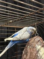 Koppel parkiet, Dieren en Toebehoren, Vogels | Parkieten en Papegaaien, Meerdere dieren, Parkiet