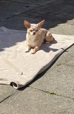 Dekreu, Dieren en Toebehoren, Rabiës (hondsdolheid), Reu, Eén hond, 3 tot 5 jaar