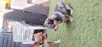 Merle chihuahua pup, Rabiës (hondsdolheid), Reu, 8 tot 15 weken, Eén hond