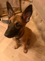 Mechelse Herder Pup – Teefje – 16-08-2025 –Gechipt+ Paspoort, CDV (hondenziekte), 8 tot 15 weken, Teef, Eén hond