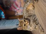 Lieve Nala zoekt gouden mandje, Dieren en Toebehoren, Katten en Kittens | Overige Katten, Poes, Kortharig, 0 tot 2 jaar