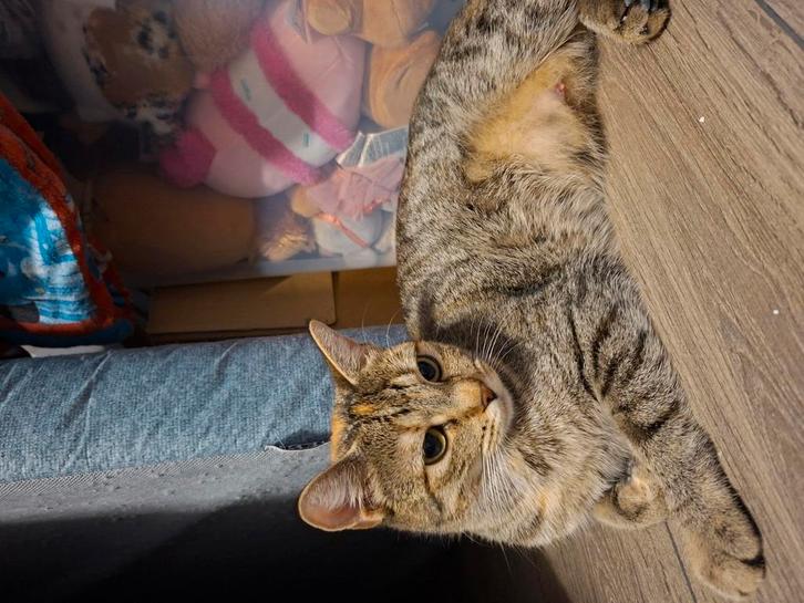Lieve Nala zoekt gouden mandje, Dieren en Toebehoren, Katten en Kittens | Overige Katten, Kortharig, Poes, 0 tot 2 jaar