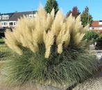 Pampas pluimen, Ophalen, Nieuw