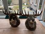 Luxe dierenkop hert/ree/eland XL, zgan, losse verkoop, Ophalen of Verzenden, Zo goed als nieuw, Wanddecoratie