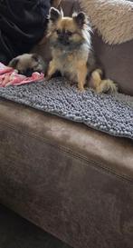 Mini pomeranian/ pomchi teefje, Dieren en Toebehoren, Honden | Chihuahua's en Gezelschapshonden, CDV (hondenziekte), Overige rassen