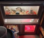 Broedeieren Japanse Kwartel, Dieren en Toebehoren, Pluimvee, Geslacht onbekend, Overige soorten