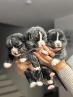 akita inu, Dieren en Toebehoren, Rabiës (hondsdolheid), 8 tot 15 weken, Buitenland, Poolhond