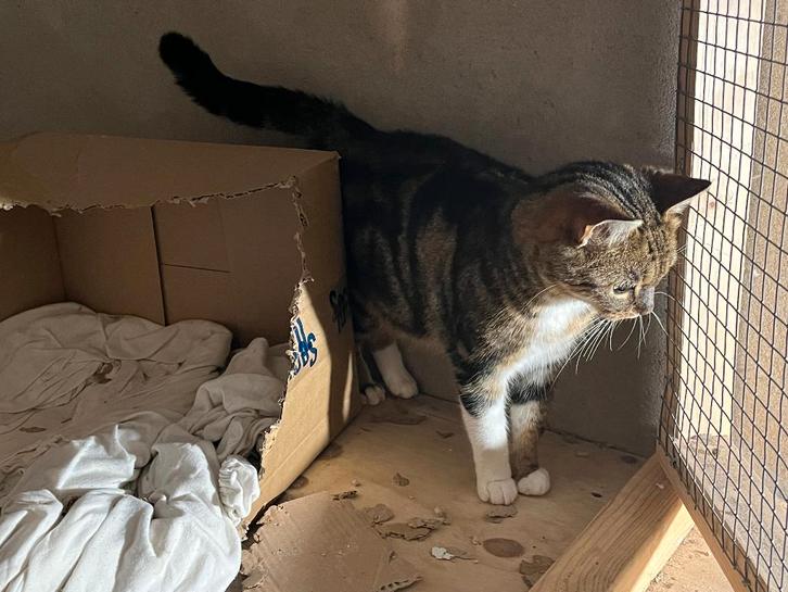 Kitten, tijger, Dieren en Toebehoren, Katten en Kittens | Raskatten | Korthaar, Geslacht onbekend, 0 tot 2 jaar