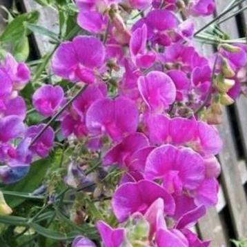 Knal roze lathyrus zaden zaadjes  beschikbaar voor biedingen