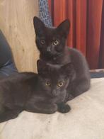 Chartreux x Europees korthaar, Dieren en Toebehoren, Katten en Kittens | Raskatten | Korthaar, Meerdere dieren, Ontwormd, 0 tot 2 jaar