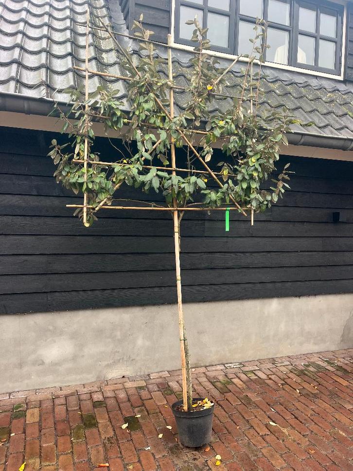 LEIBOOM , GROENBLIJVEND OLIJFWILG NU 10% korting REST PARTIJ, Tuin en Terras, Planten | Bomen, Leiboom, 100 tot 250 cm, Halfschaduw